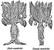 male and female mandrake plants